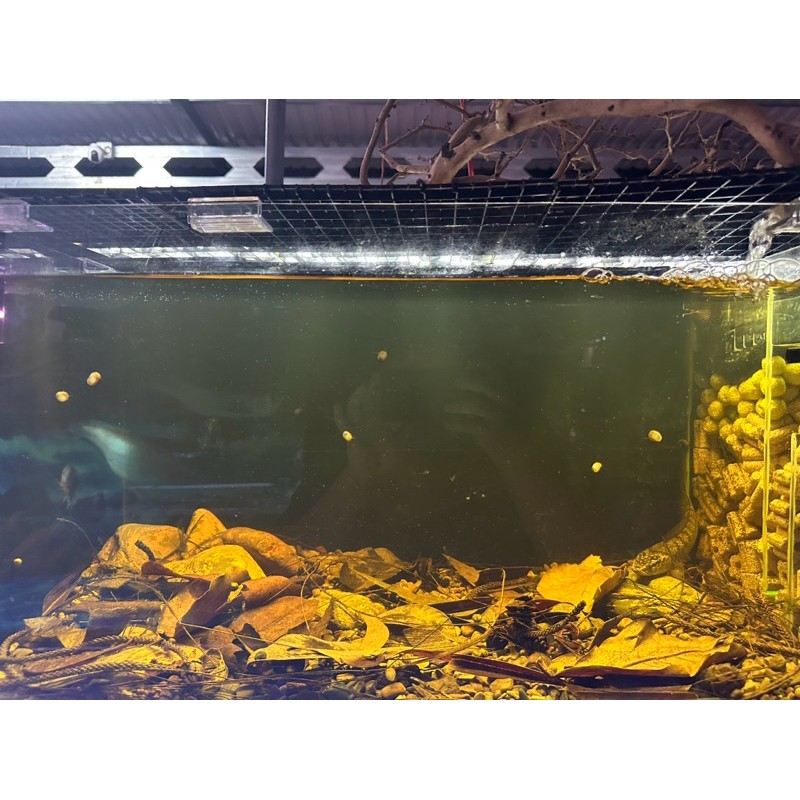 Combo lá khô trái thông setup bể biotop - Trải bể cá giảm stress cho cá hiệu quả